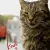 Kedi Small Poster