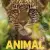 Animal Small Poster